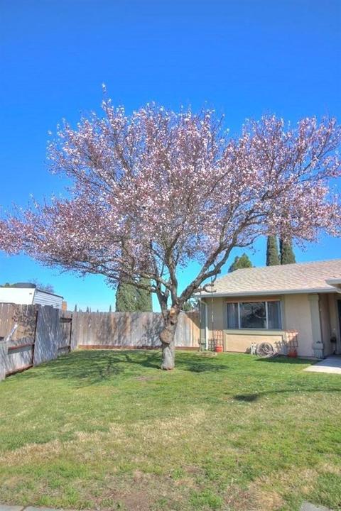 763 Mcfall Pl, Manteca, CA 95336 photo 4