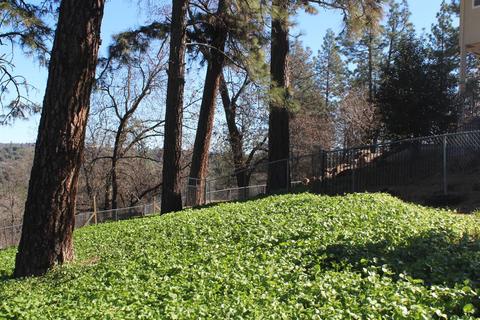 5401 Buck Mountain Rd, Placerville, CA 95667 photo 24