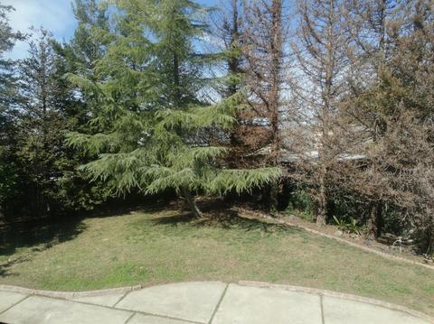 1501 Daisy Tree, Ceres, CA 95307 photo 2