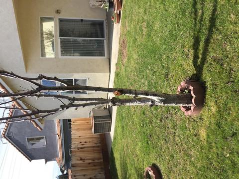 338 Ashford Ave, Manteca, CA 95337 photo 6