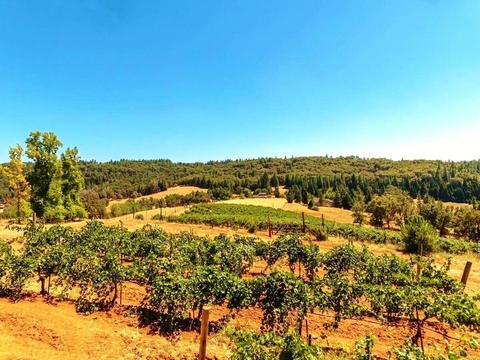 3720 Wilson Loop, Placerville, CA 95667 photo 6