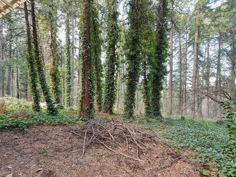 2814 Loyal Ln, Pollock Pines, CA 95726 photo 12