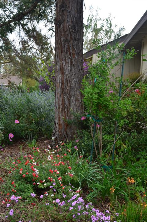 1234 Gazelle Pl, Davis, CA 95616 photo 20