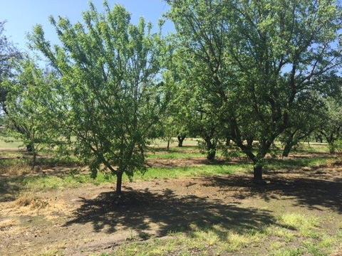 20282 Ellis Rd, Escalon, CA 95320 photo 10