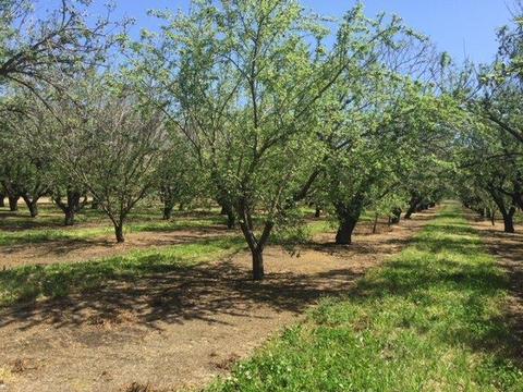 20282 Ellis Rd, Escalon, CA 95320 photo 12