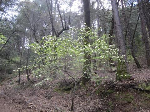 1861 Swansboro Rd, Placerville, CA 95667 photo 31