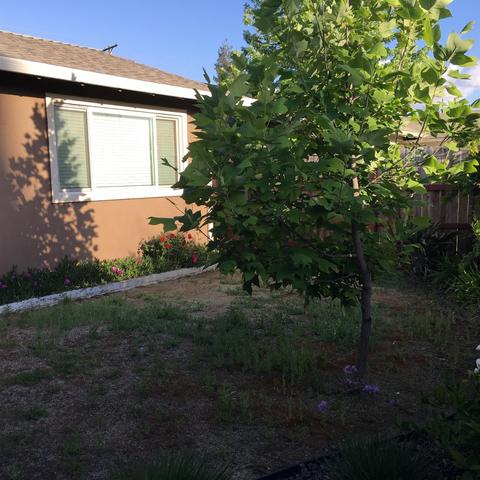 712 Rutledge Dr, Lodi, CA 95242 photo 4