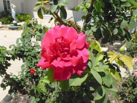3051 E Collier Rd, Acampo, CA 95220 photo 8