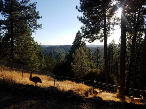 2315 Sand Ridge Rd, Placerville, CA 95667 photo 16