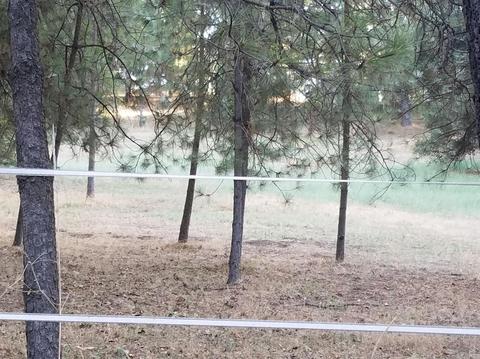 2315 Sand Ridge Rd, Placerville, CA 95667 photo 12