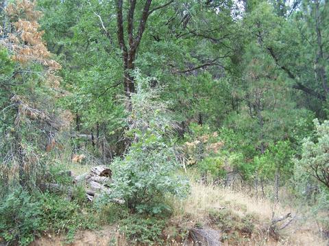 2800 Eganhoff Ln, West Point, CA 95255 photo 5