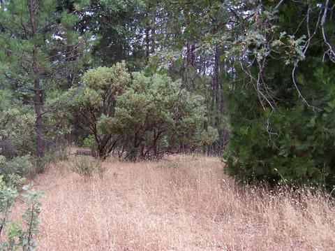 2800 Eganhoff Ln, West Point, CA 95255 photo 3