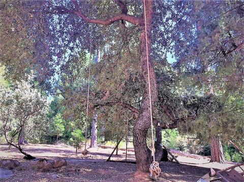 460 Cedar Ln, West Point, CA 95255 photo 29