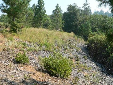 16990 Dapple Ct, Pine Grove, CA 95665 photo 17