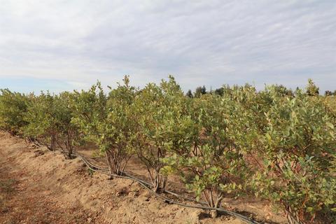 5288 W Kile Rd, Lodi, CA 95242 photo 19