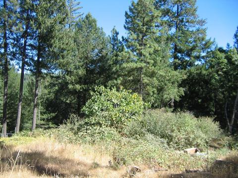 6904 Goferbroke Rd, Georgetown, CA 95634 photo 28