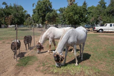 8149 Dillard Rd, Wilton, CA 95693 photo 27