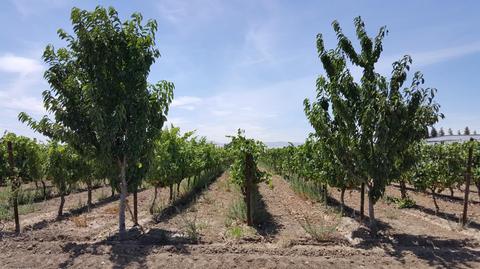 8482 W Linne Rd, Tracy, CA 95304 photo 29