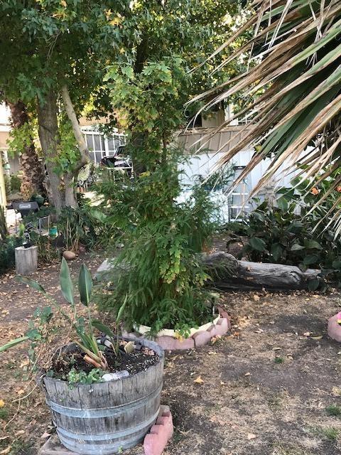 841 W Brannan Island Rd #24, Isleton, CA 95641 photo 5