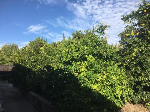 4604 Jan Dr, Carmichael, CA 95608 photo 19