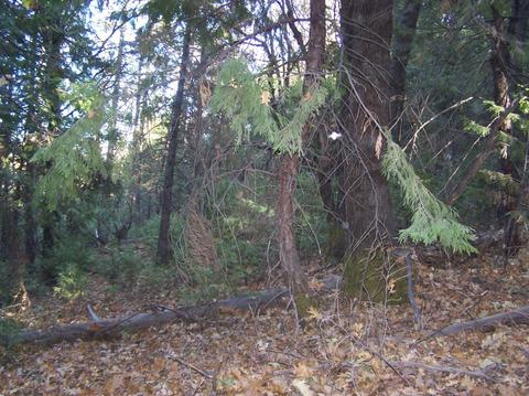 413 Loop Rd, Glencoe, CA 95232 photo 4