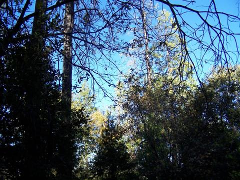 413 Loop Rd, Glencoe, CA 95232 photo 6
