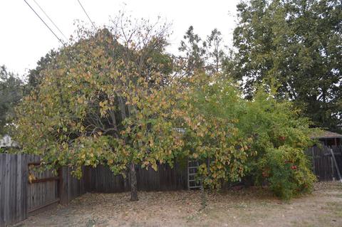 1416 Tulane Dr, Davis, CA 95616 photo 31