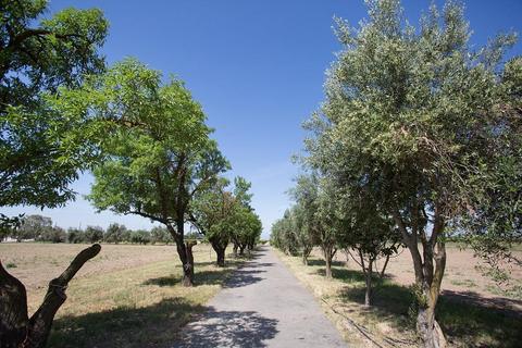 15100 N Devries Rd, Lodi, CA 95242 photo 9
