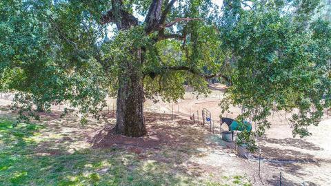 19030 Quercus Ct, Fiddletown, CA 95629 photo 28