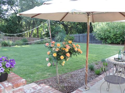 3249 Deodar St, Carmichael, CA 95608 photo 47