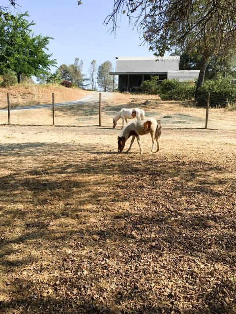 2980 Gillespie Rd, Cool, CA 95614 photo 19