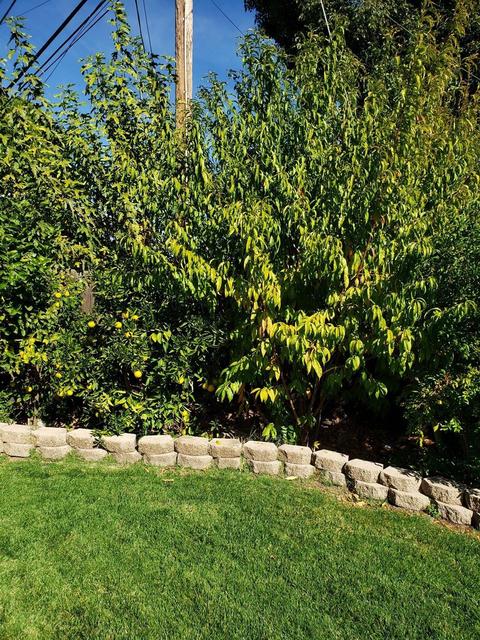 818 N Ralph Ave, Manteca, CA 95336 photo 19