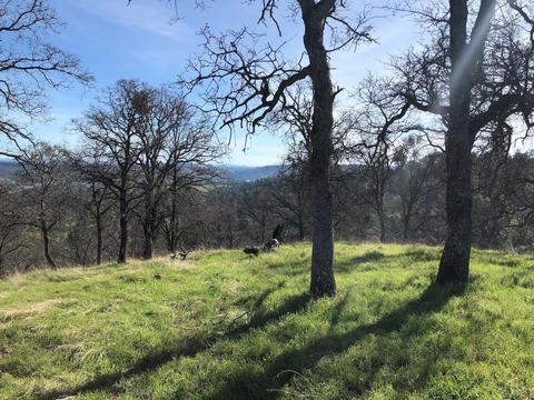 2431 Basket Ln, Copperopolis, CA 95228 photo 2