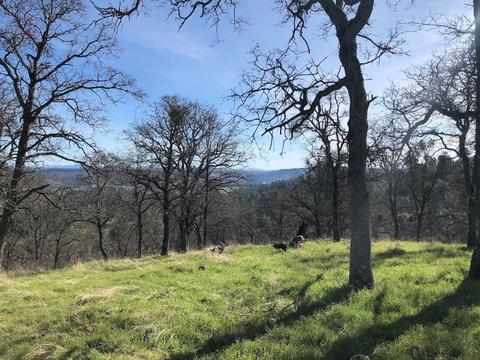 2431 Basket Ln, Copperopolis, CA 95228 photo 8