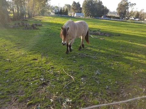 10141 La Clair Rd, Wilton, CA 95693 photo 11