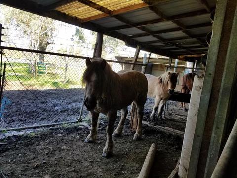10141 La Clair Rd, Wilton, CA 95693 photo 9