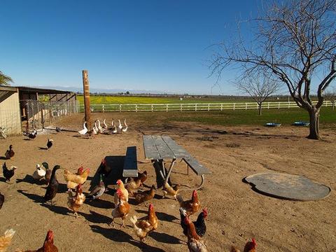 6901 Orchard Rd, Gustine, CA 95322 photo 42