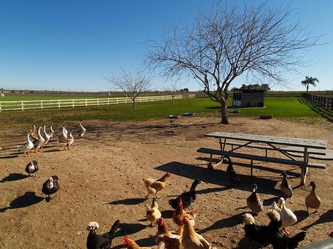 6901 Orchard Rd, Gustine, CA 95322 photo 43