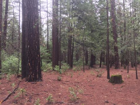 19610 Lockwood Ln, Volcano, CA 95689 photo 20