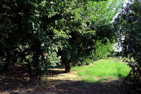 6901 E Service, Hughson, CA 95326 photo 25
