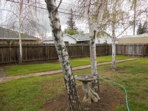 532 Forrest Ave, Lodi, CA 95240 photo 35