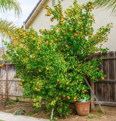 623 Grafton St, Manteca, CA 95337 photo 59
