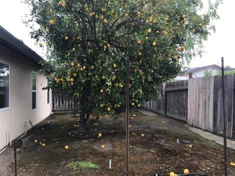1460 Claremont Dr, Manteca, CA 95336 photo 23