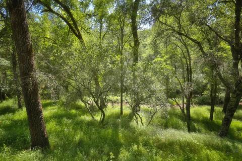 3048 Stagecoach Rd, Placerville, CA 95667 photo 33