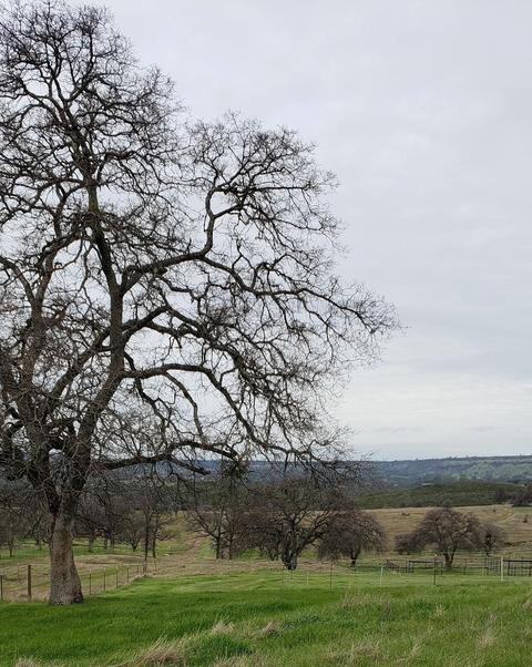 15770 Egan Rd, Jamestown, CA 95327 photo 1