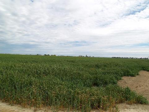 807 Ruble Rd, Crows Landing, CA 95313 photo 53