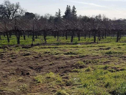 21620 N Clements Rd, Clements, CA 95227 photo 52
