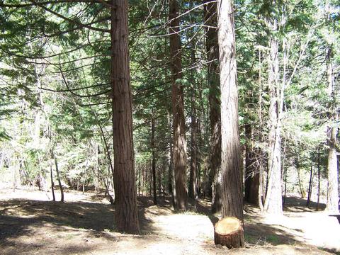 24329 Kewin Mill Rd, Sonora, CA 95370 photo 27