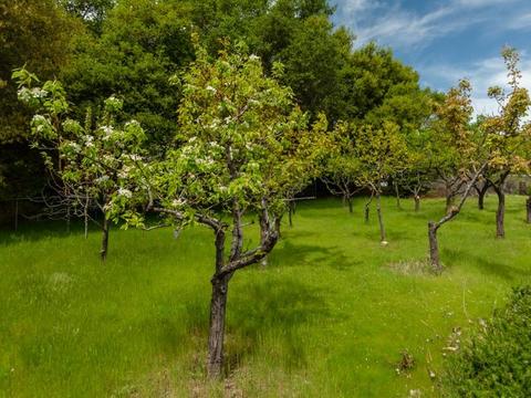 1671 Teal Pond Rd, Placerville, CA 95667 photo 35