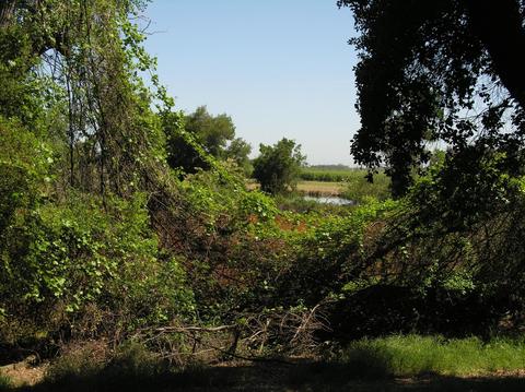 1724 Le Bec Ct, Lodi, CA 95240 photo 44